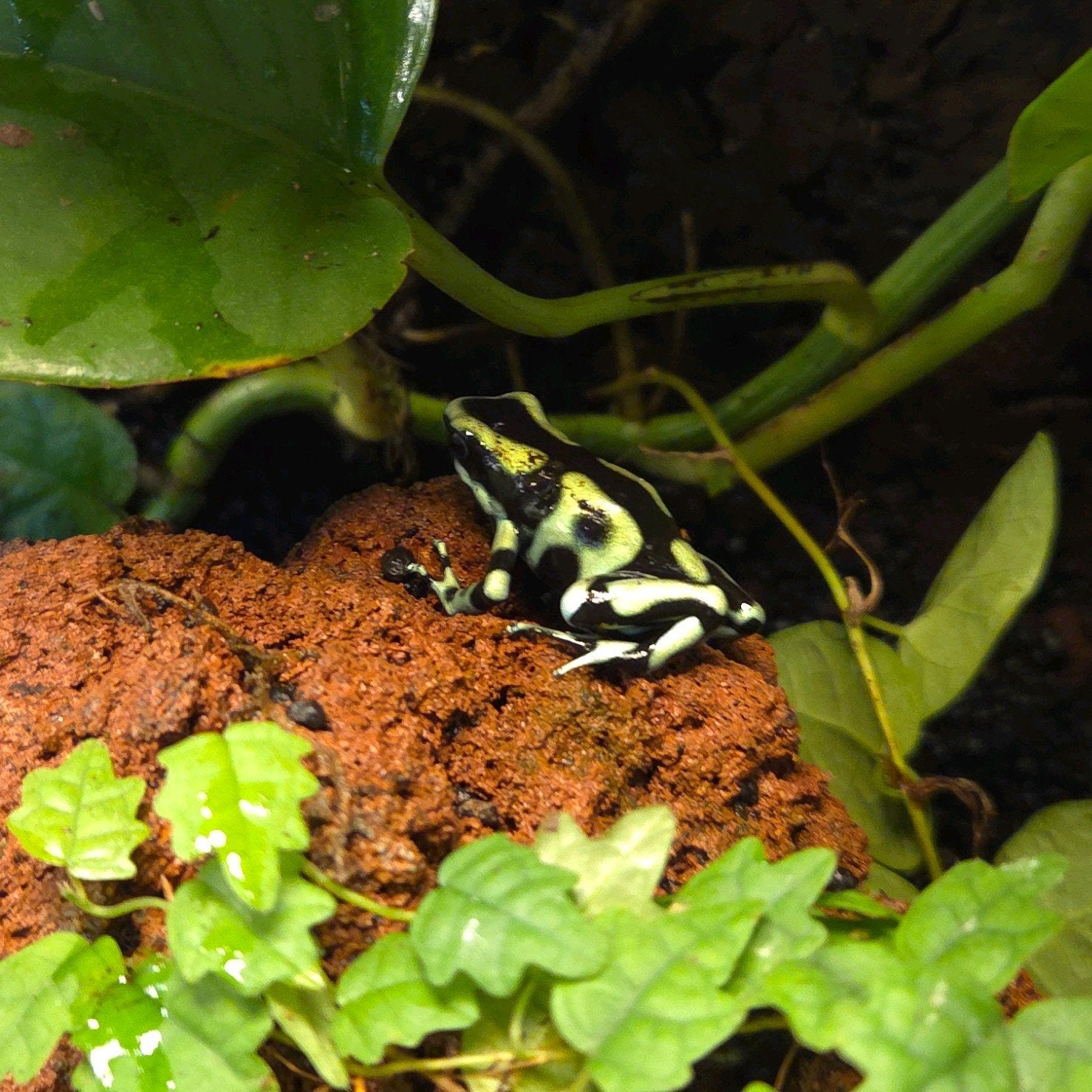 Gifkikker Dendrobates Frog - unknown for sale from De Waterlelie BV