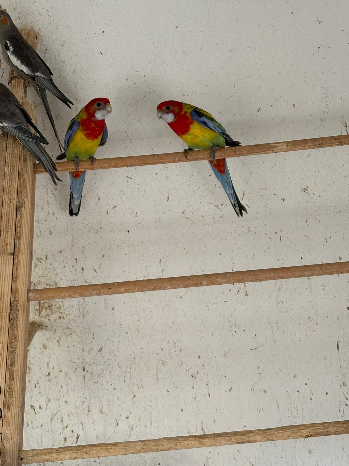 Koppel Goudmantel Rossela, Meerdere dieren, Parkiet, Geringd