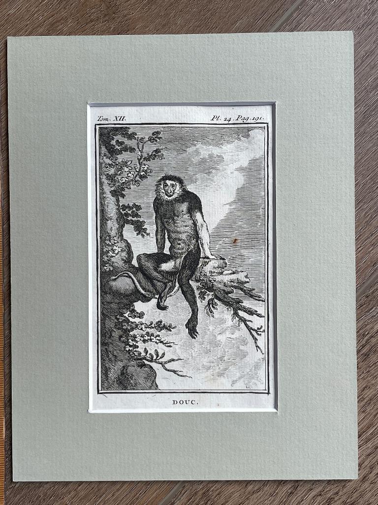Douc / doeklangoeren - Buffon 1770 aap / P0566-16, Antiek en Kunst, Kunst | Etsen en Gravures, Ets, 1700 - 1799, Ophalen of Verzenden