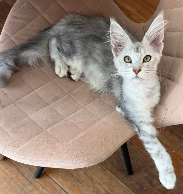 Supermooi black silver tabby Maine Coon poesje MET STAMBOOM, Kater, Met stamboom, 0 tot 2 jaar