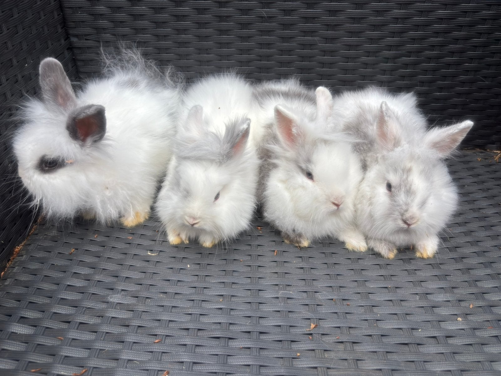 Leeuwenkop x teddy konijn, Dieren en Toebehoren, Konijnen, Meerdere dieren, Dwerg, 0 tot 2 jaar