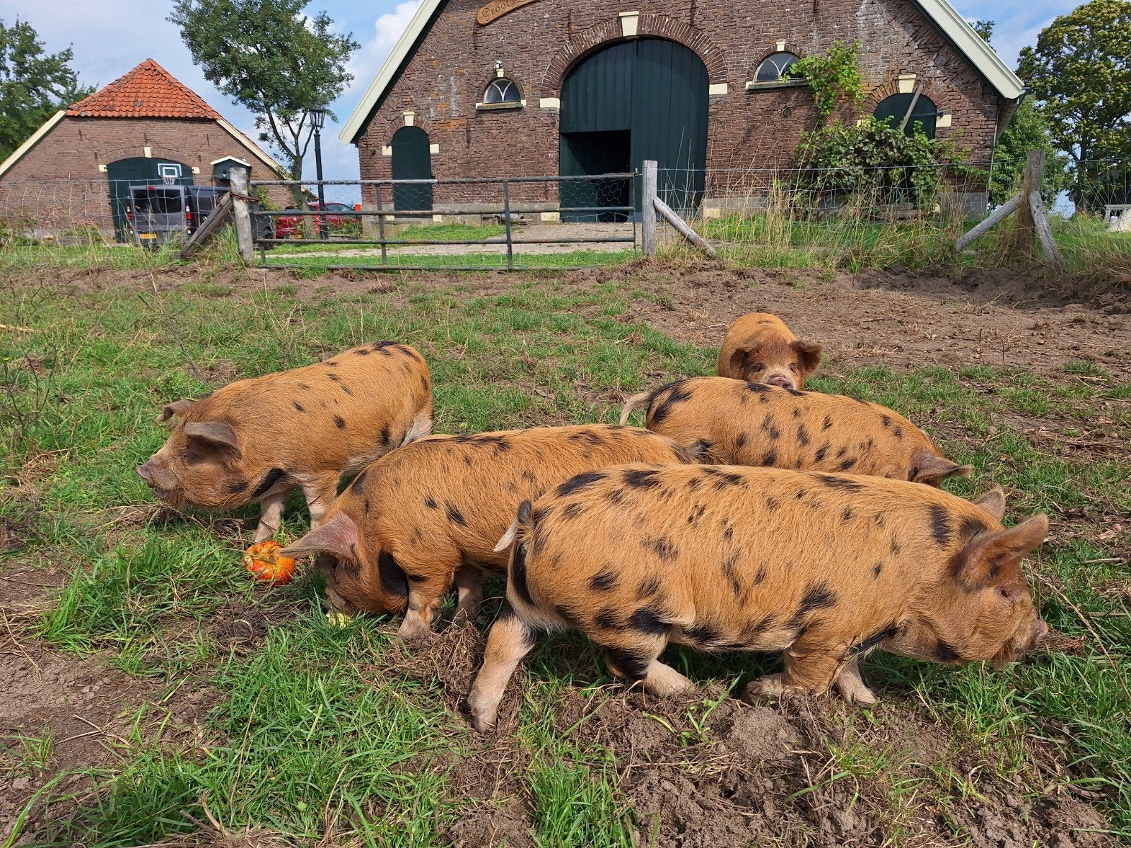 Stamboek Kune Kune biggen, Mannelijk, Geit