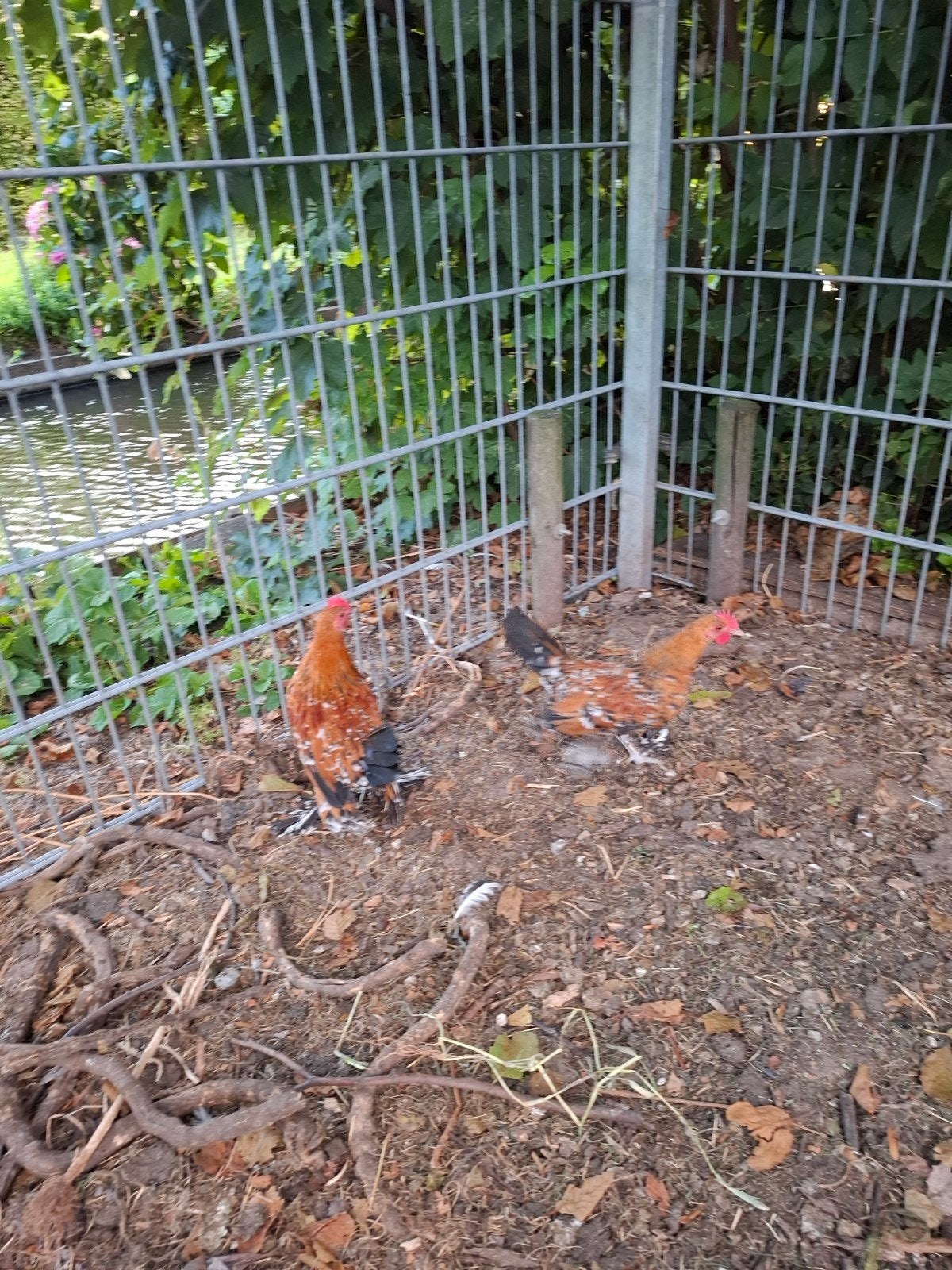 Sabelpootkriel, Dieren en Toebehoren, Pluimvee, Mannelijk, Kip