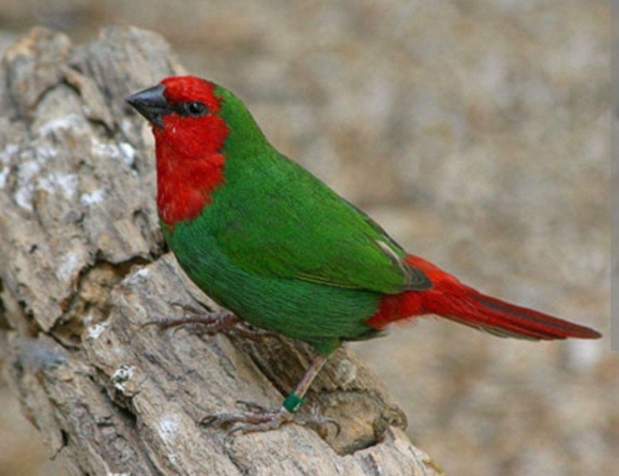 Roodkoppapegaai amadine koppel, natuurbroed,buiten voliere, Meerdere dieren