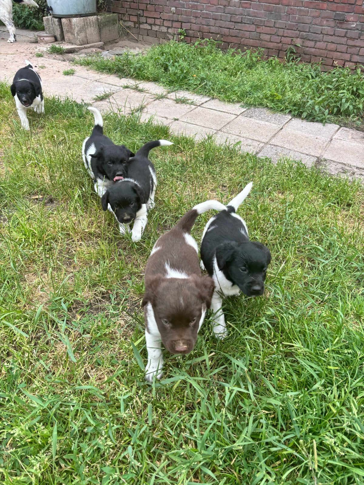 Lieve Friese Stabij pups zoeken een gouden mandje!, Parvo, 8 tot 15 weken, Meerdere, Meerdere dieren