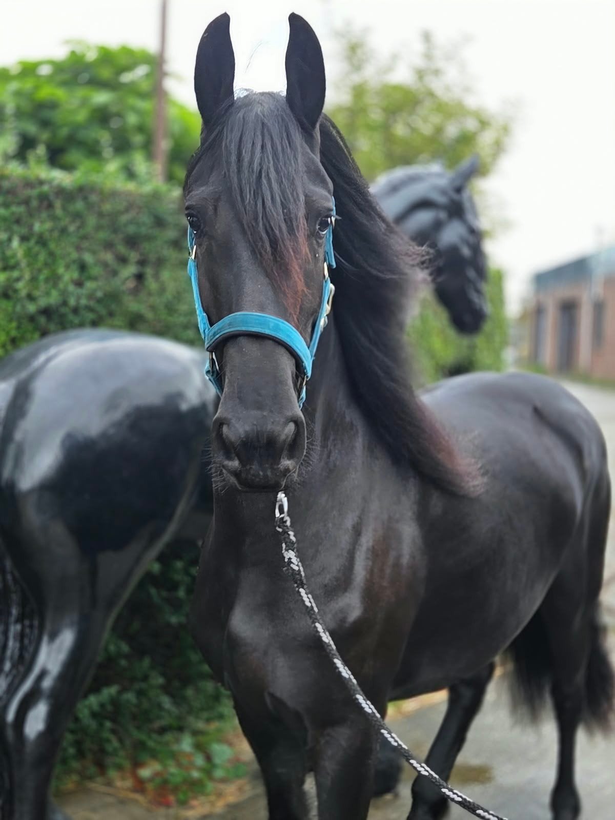prachtige friese merrie te koop, Merrie, 160 tot 165 cm, Dressuurpaard, 3 tot 6 jaar
