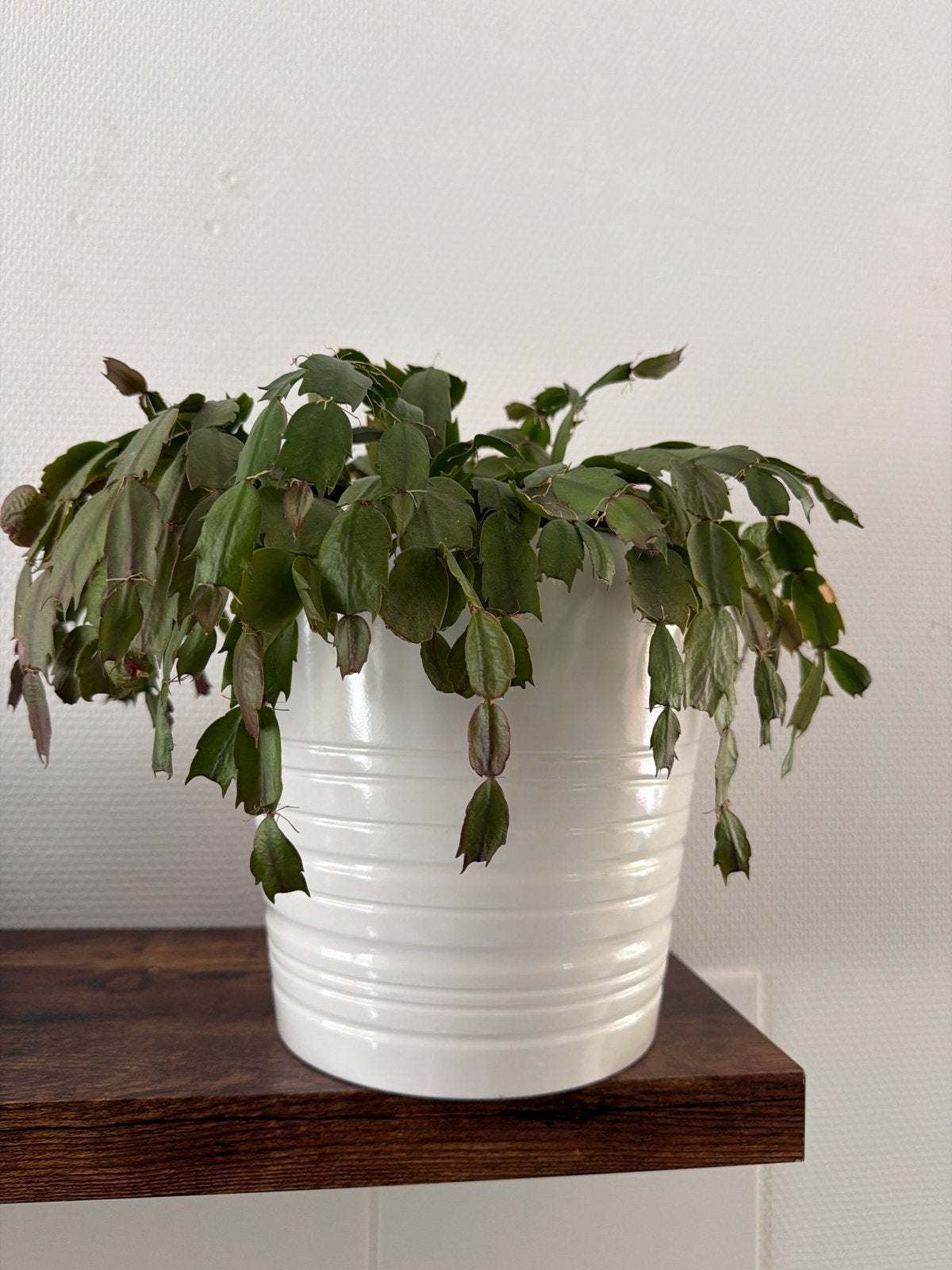 Kerstcactus in witte pot, Ophalen, Overige soorten, Halfschaduw, In pot