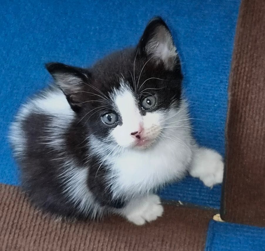 europeschekorthaar x ragdoll kittens, Meerdere dieren, Ontwormd