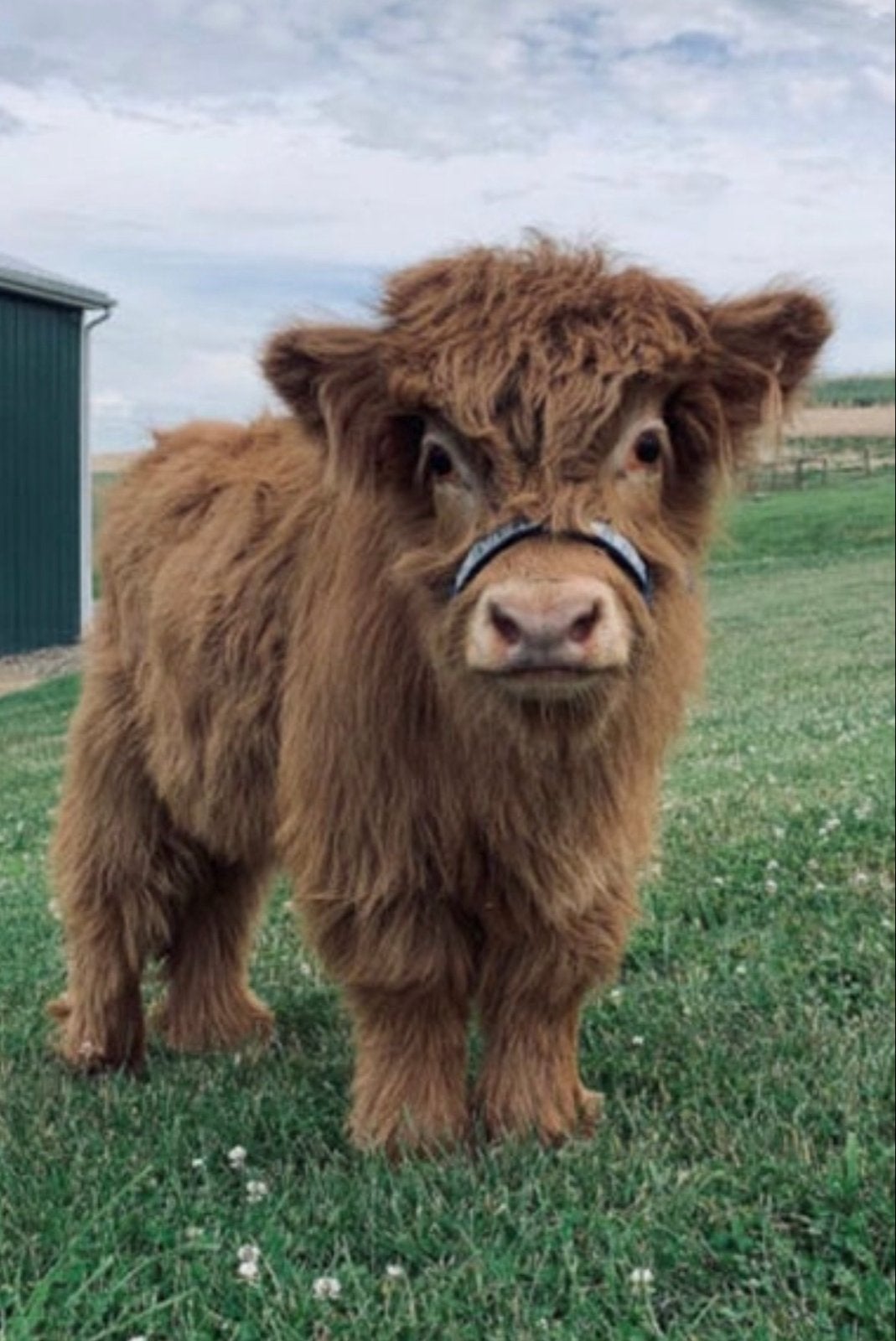 Mini hooglander dek stiertjes/ossjes, zeldzaam en schattig!, Dieren en Toebehoren, Mannelijk, 0 tot 2 jaar