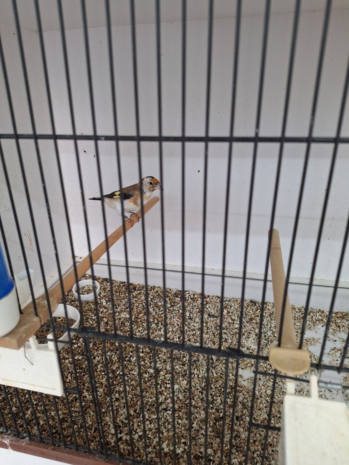 majoor putter pop, Dieren en Toebehoren, Vrouwelijk, Wildzangvogel, Geringd