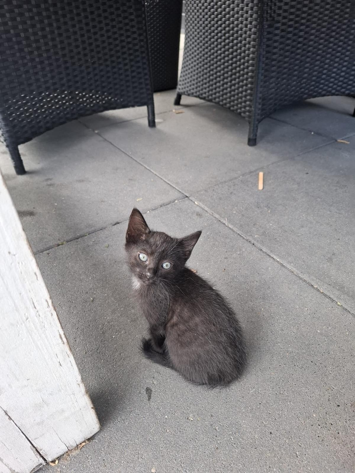 3 kittens te koop, Meerdere dieren