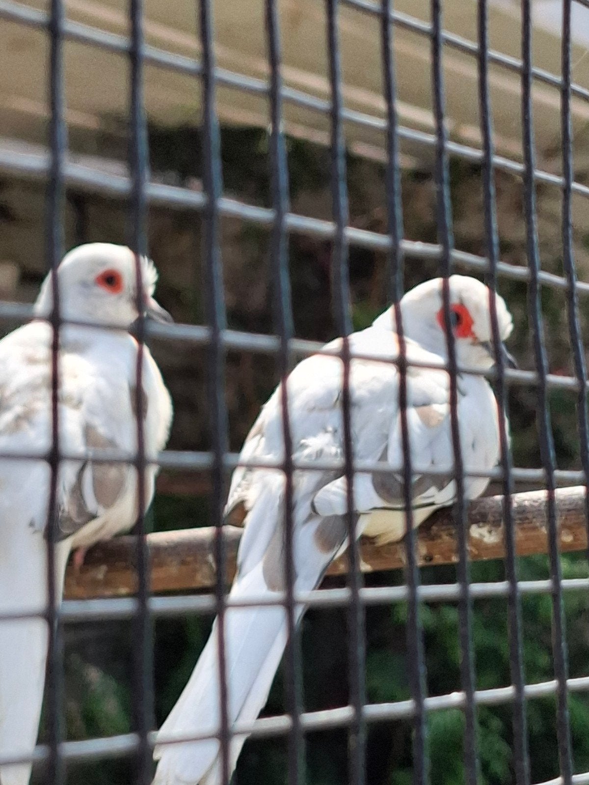 Bonte diamantduifjes, Dieren en Toebehoren, Meerdere dieren