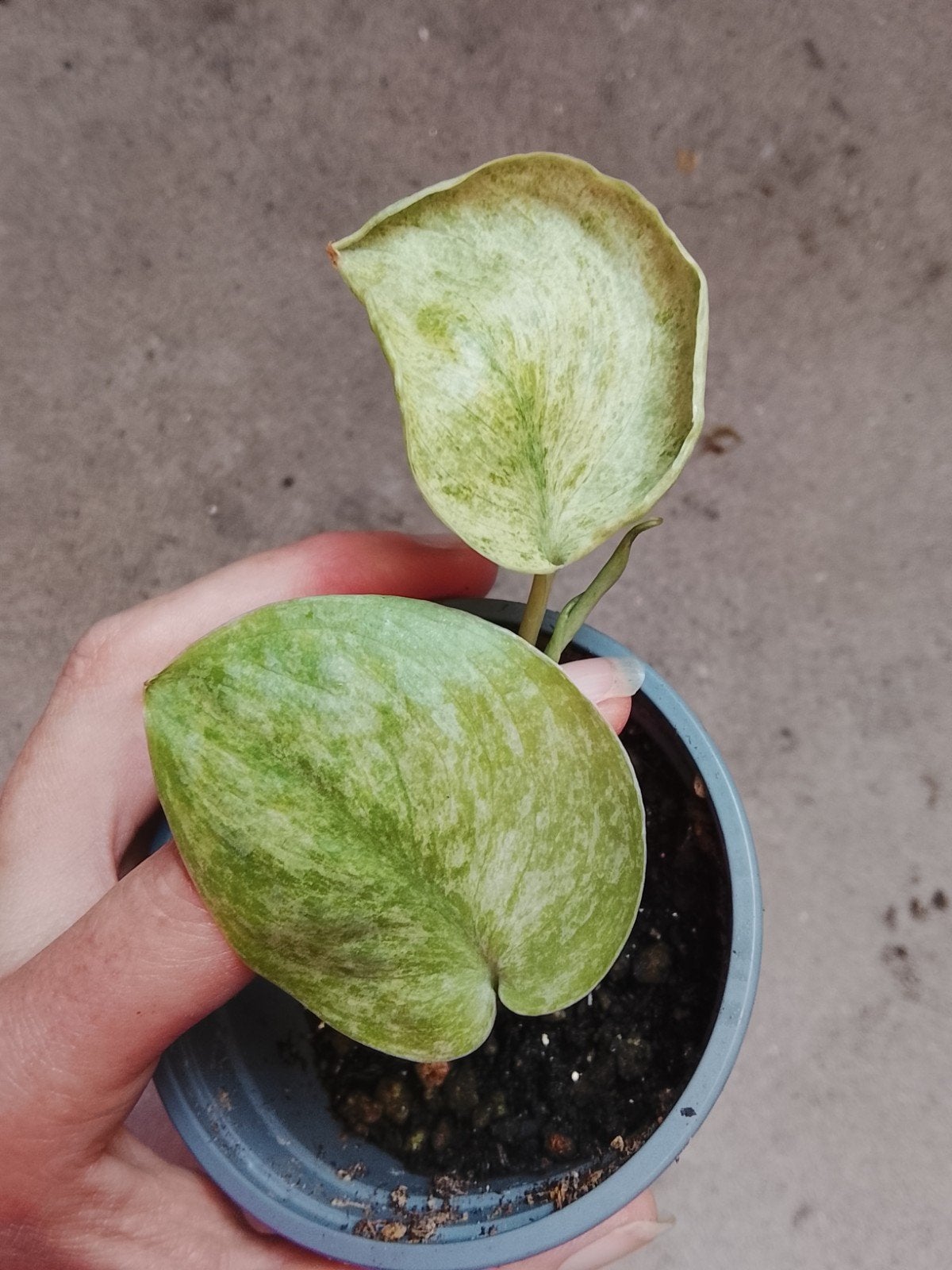 Scindapsus Exotica Mint plantje, Huis en Inrichting, Kamerplanten, Ophalen of Verzenden, Halfschaduw, Minder dan 100 cm