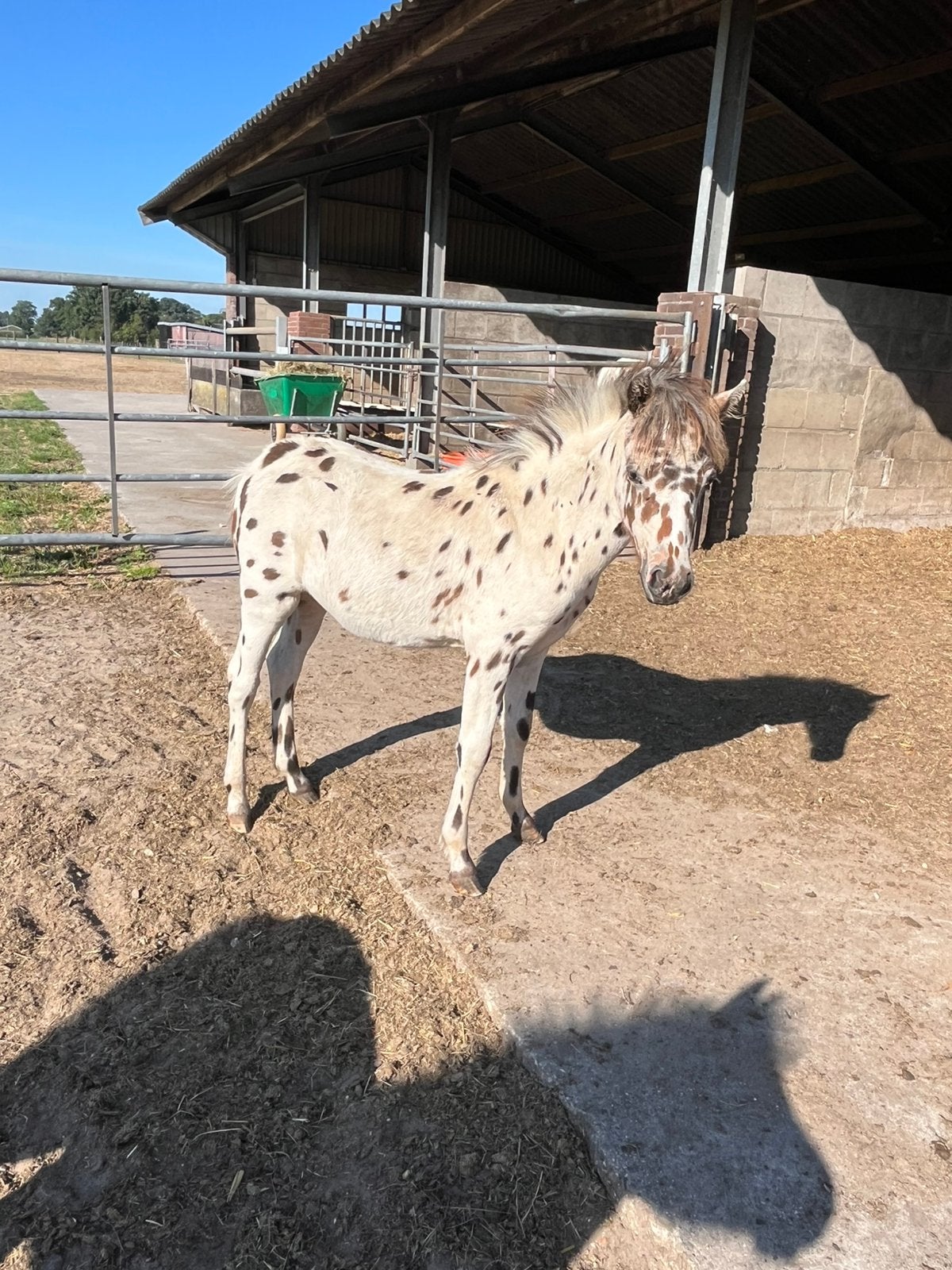 Prachtige appaloosa merrie veulens