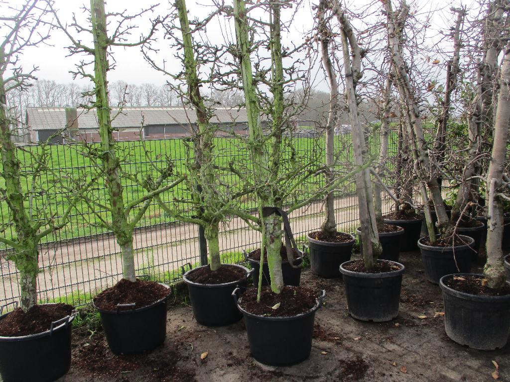 Oude fruitbomen in pot, Conference, Gieser Wildeman, Elstar, Ophalen, 250 tot 400 cm, In pot, Lente