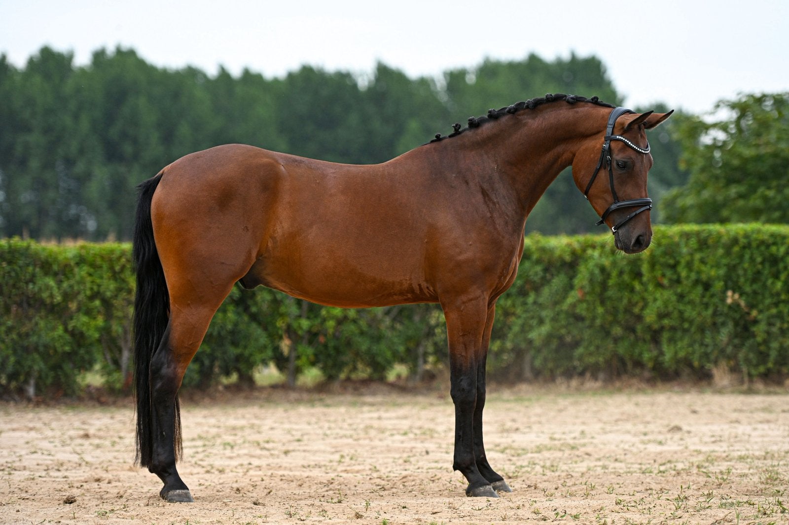3-jarige NRPS E-pony ruin | ca. 1.50 m | sportpotentie, Minder dan 160 cm, Met stamboom, Ruin, Dressuurpaard