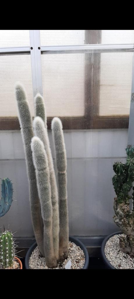 Grote Cephalocereus Cactus - 140 cm met pot, Ophalen