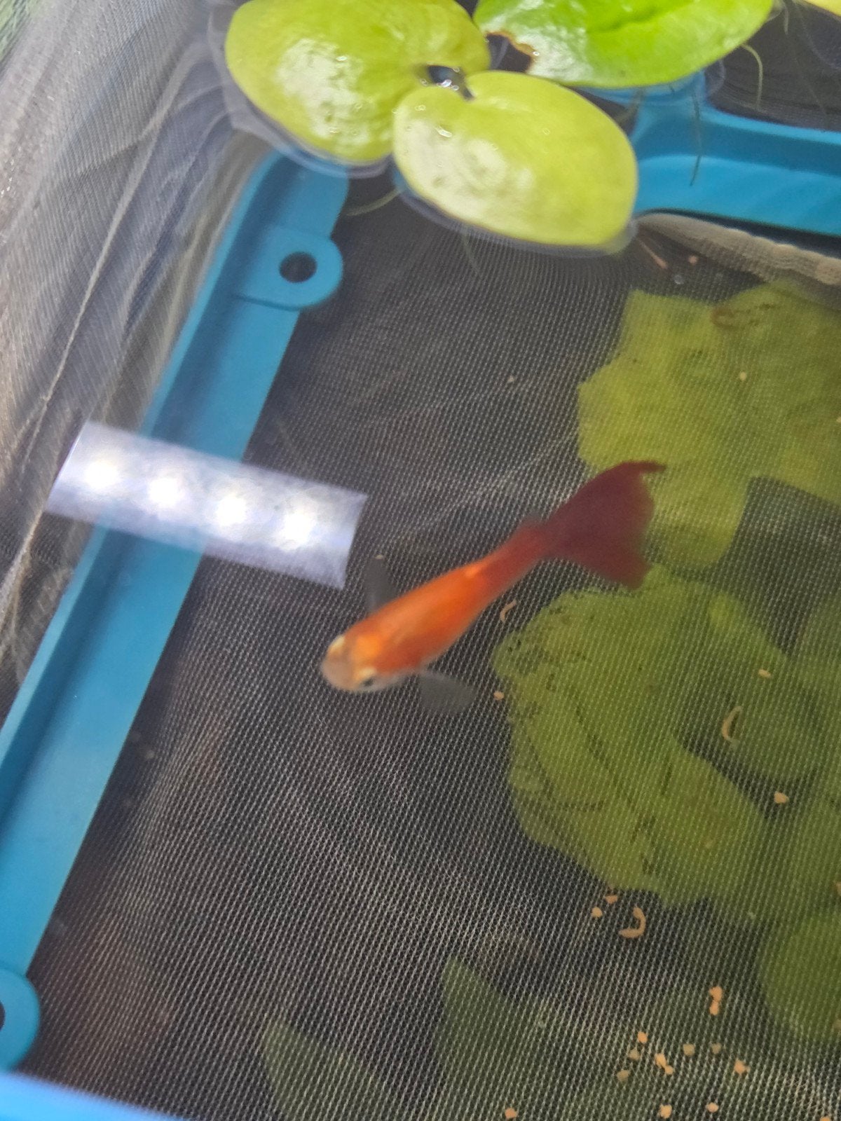 gratis guppy mannetje, Vis, Zoetwatervis, Schoolvis
