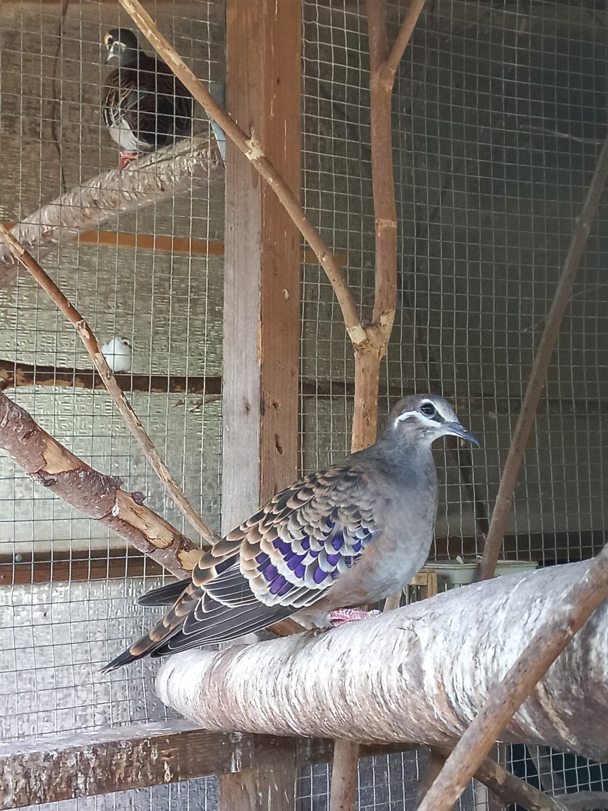 bronsvleugel duiven duif, Dieren en Toebehoren, Meerdere dieren, Tropenvogel, Geringd