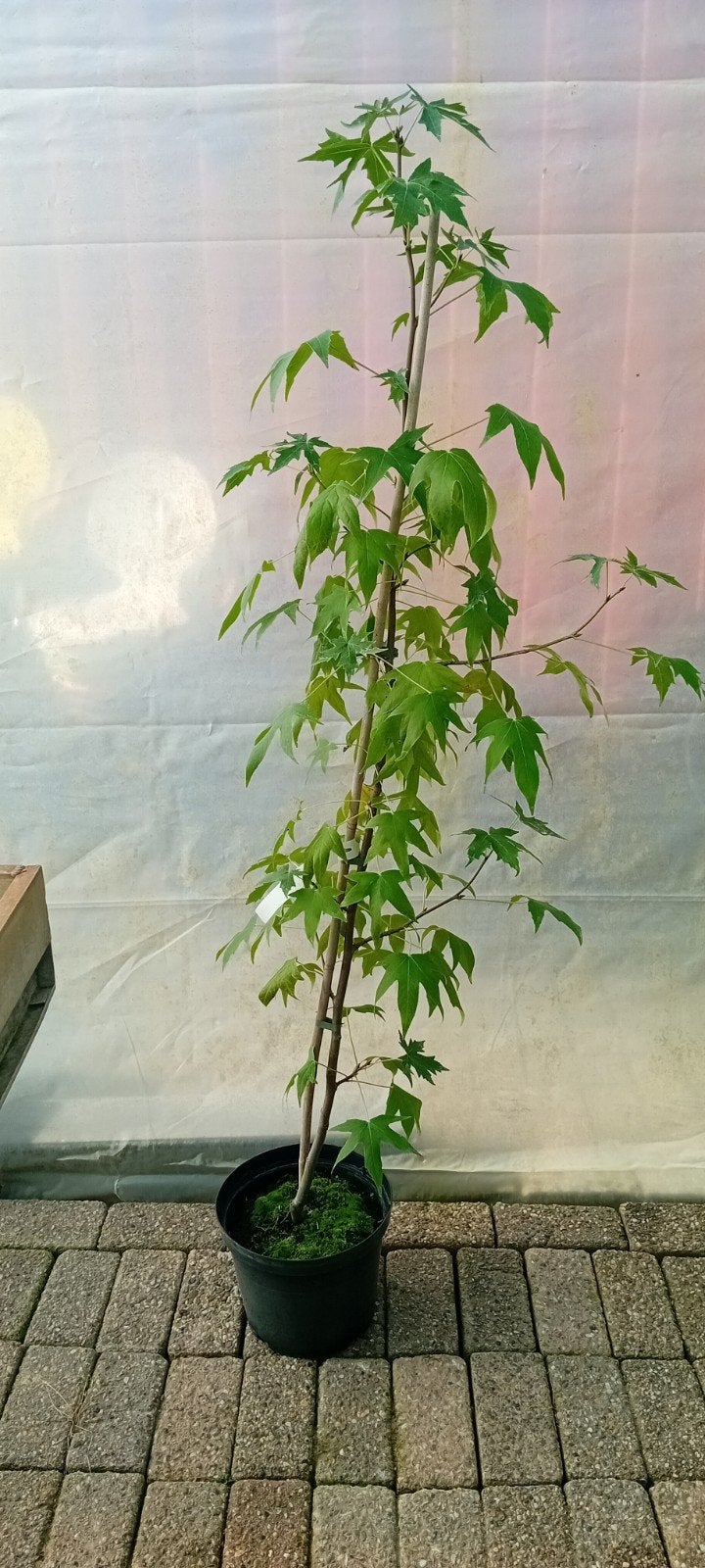 liquidambar worlesdon (Amberboom), Bloeit niet, Halfschaduw, Overige soorten, 100 tot 250 cm