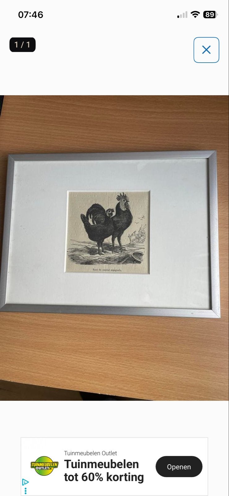Antieke Gravure: Haan en Kip - 'Race de combat espagnole', Antiek en Kunst, Ingelijst, 1800 - 1899, Ophalen of Verzenden, Gravure