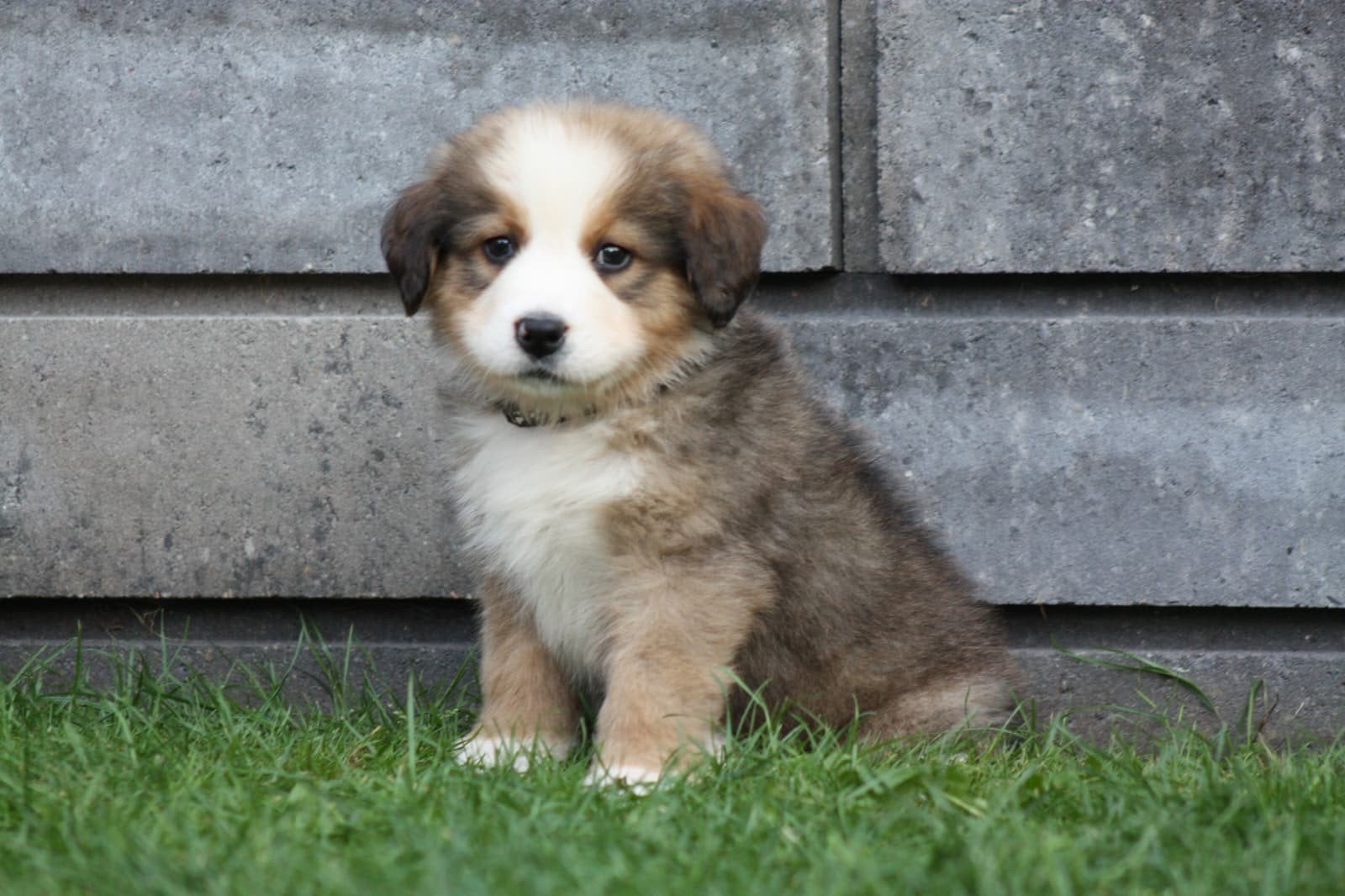 Bernersennen pups, 8 tot 15 weken, Meerdere, Meerdere dieren, Nederland