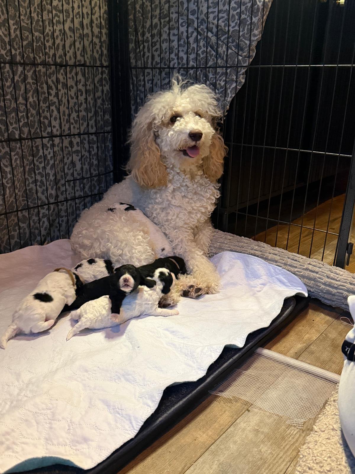 Labradoodle pups Multigen, Overige rassen, 8 tot 15 weken, Parvo, Meerdere