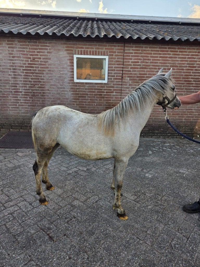 Jaarling Welsh A merrie, Merrie, Met stamboom, 0 tot 2 jaar, A pony (tot 1.17m)