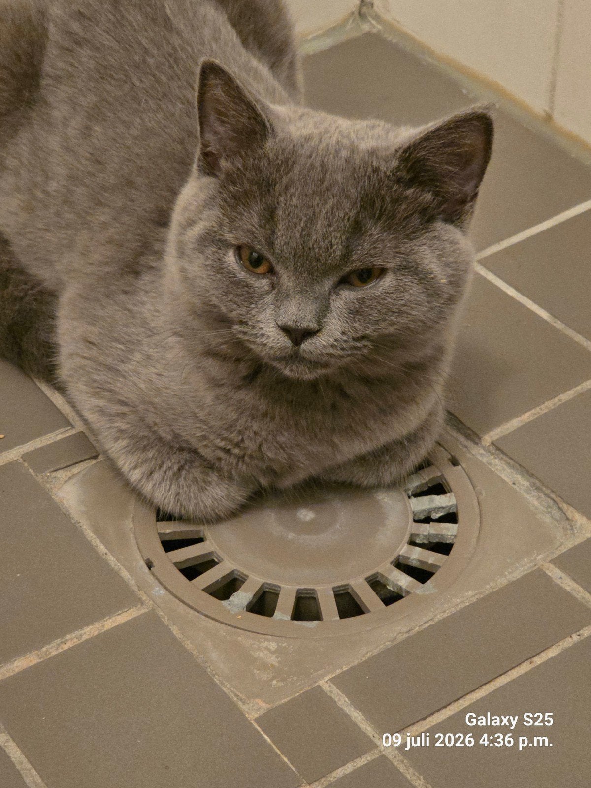 Britse korthaar, Dieren en Toebehoren, Kater, Ontwormd