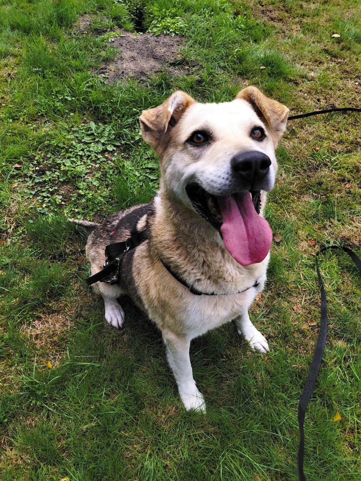 lieve joella ter adoptie!, 6 jaar of ouder, Particulier, Buitenland, Teef