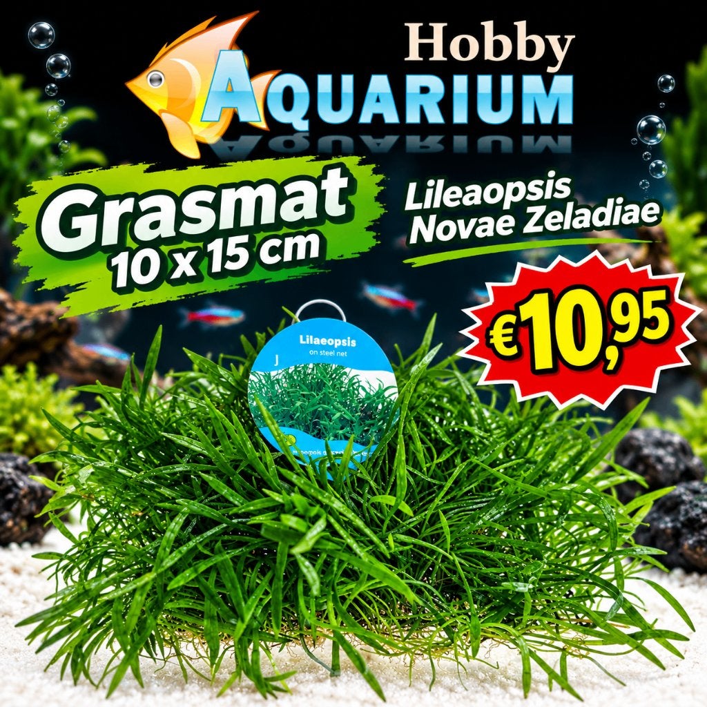 Grasmatten Lileaopsis Novae Zeladiae Zat 26 Sept 10/17uur, Vis