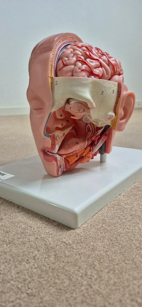 Vintage Anatomisch Model: Hoofd & Hersenen (6-delig), Ophalen of Verzenden