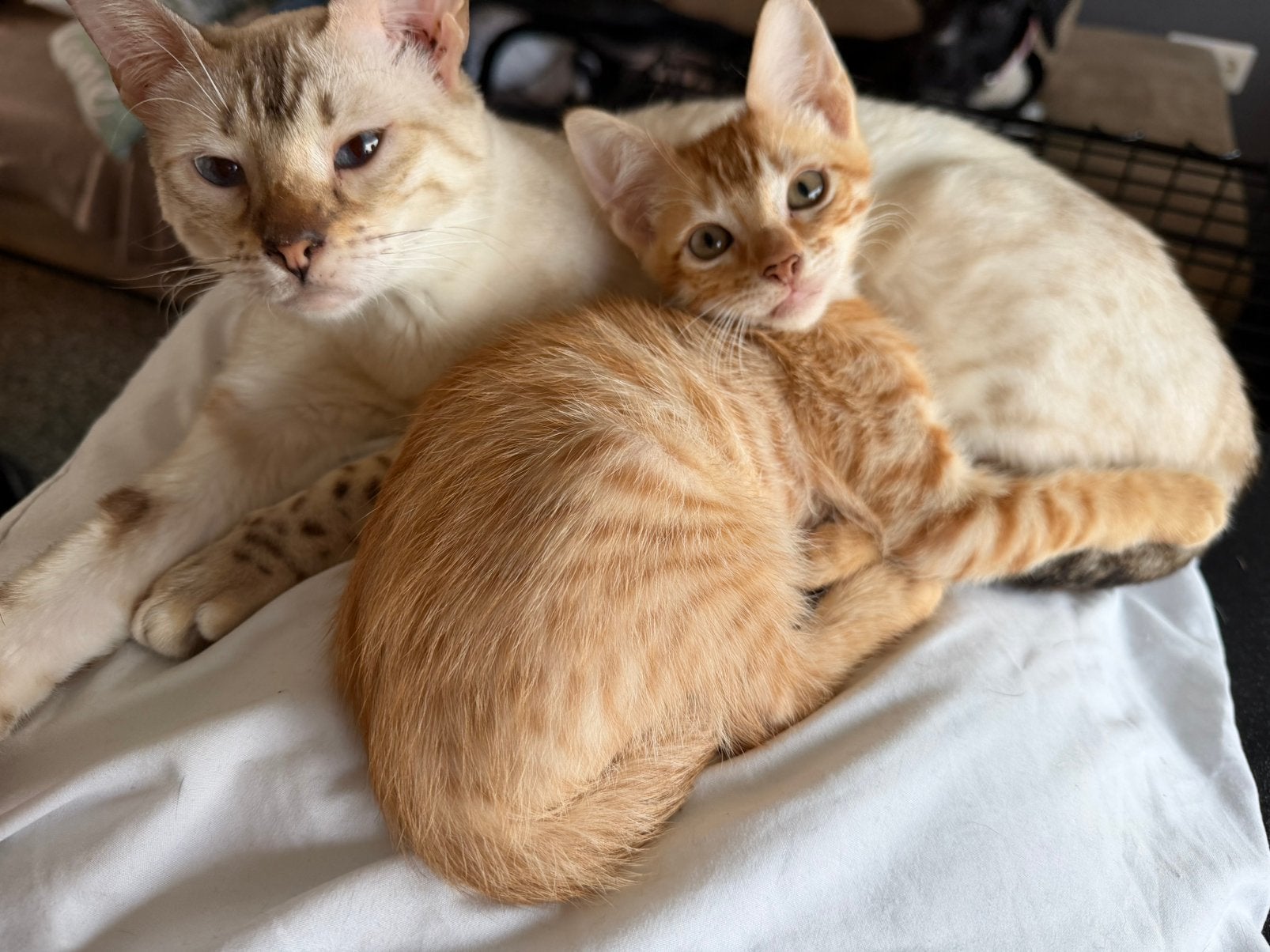 Lieve rooie kater zoekt een fot ever home, Dieren en Toebehoren, Kater, Kortharig, 0 tot 2 jaar