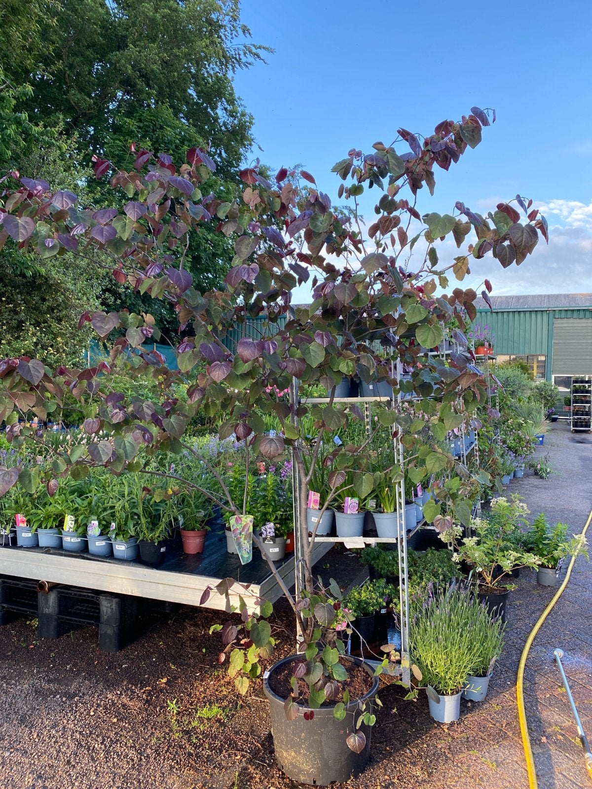 Cercis canadensis 'Merlot' - Judasboom, Tuin en Terras, Volle zon, Vaste plant, Lente, Ophalen