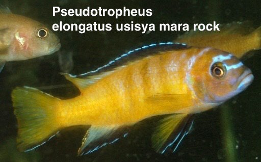 Pseudotropheus elongatus usisya rock, Vis