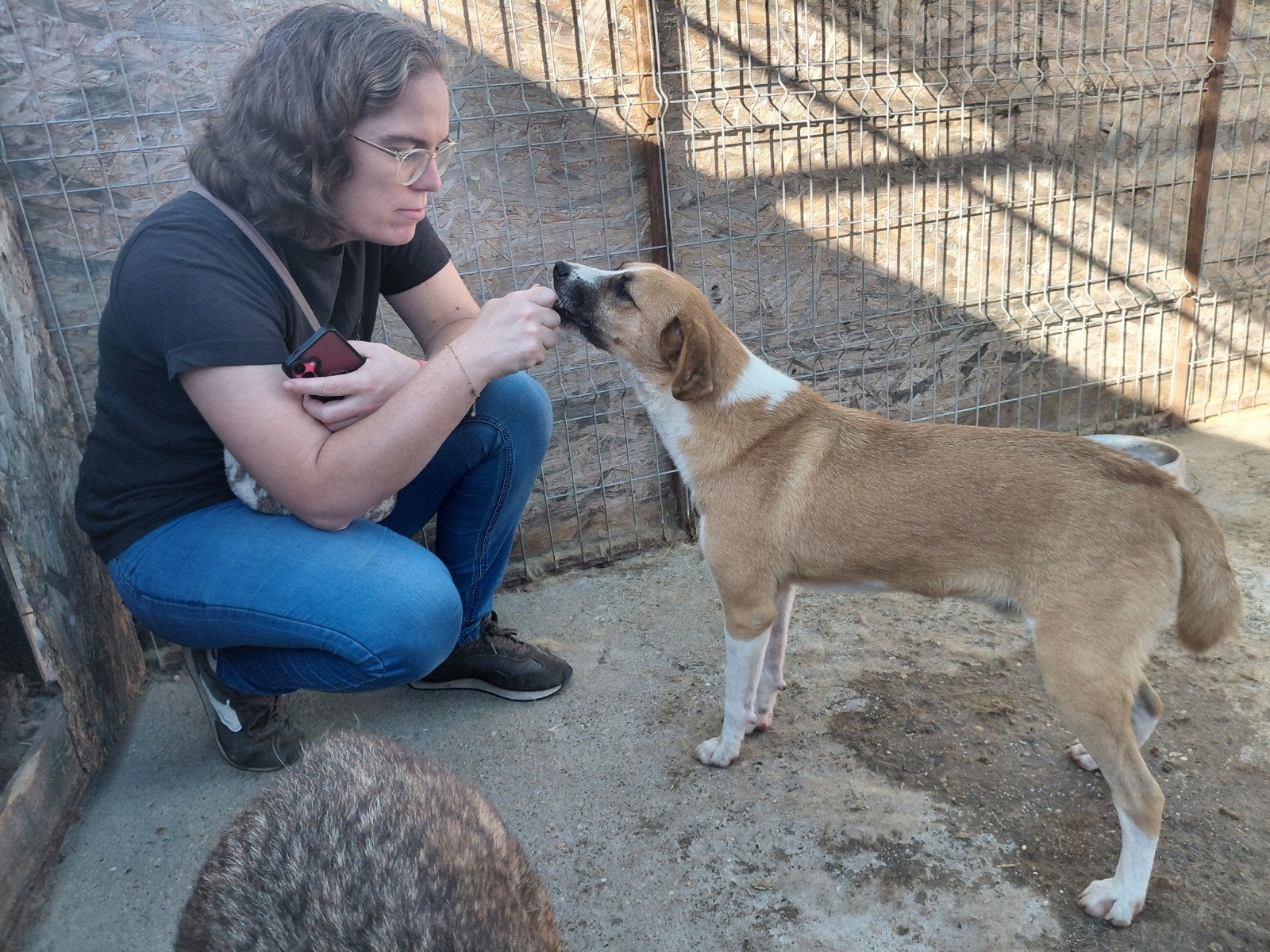 Lieve, aanhankelijke Philly Ter adoptie, Dieren en Toebehoren, Particulier, Reu, 1 tot 2 jaar, Buitenland
