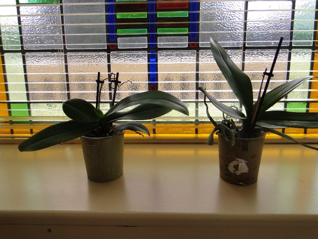 2 Orchideeën, gratis af te halen., Ophalen, Vaste plant, Overige soorten, Volle zon