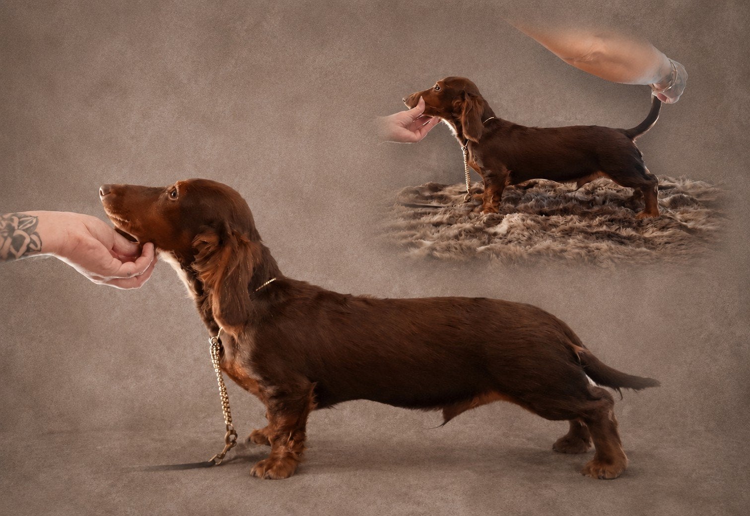 🩵MOOIE - Langharige choco tan dwerg teckel - GETESTE LIJN🩵, Dieren en Toebehoren, Honden | Teckels en Dashonden, 15 weken tot 1 jaar