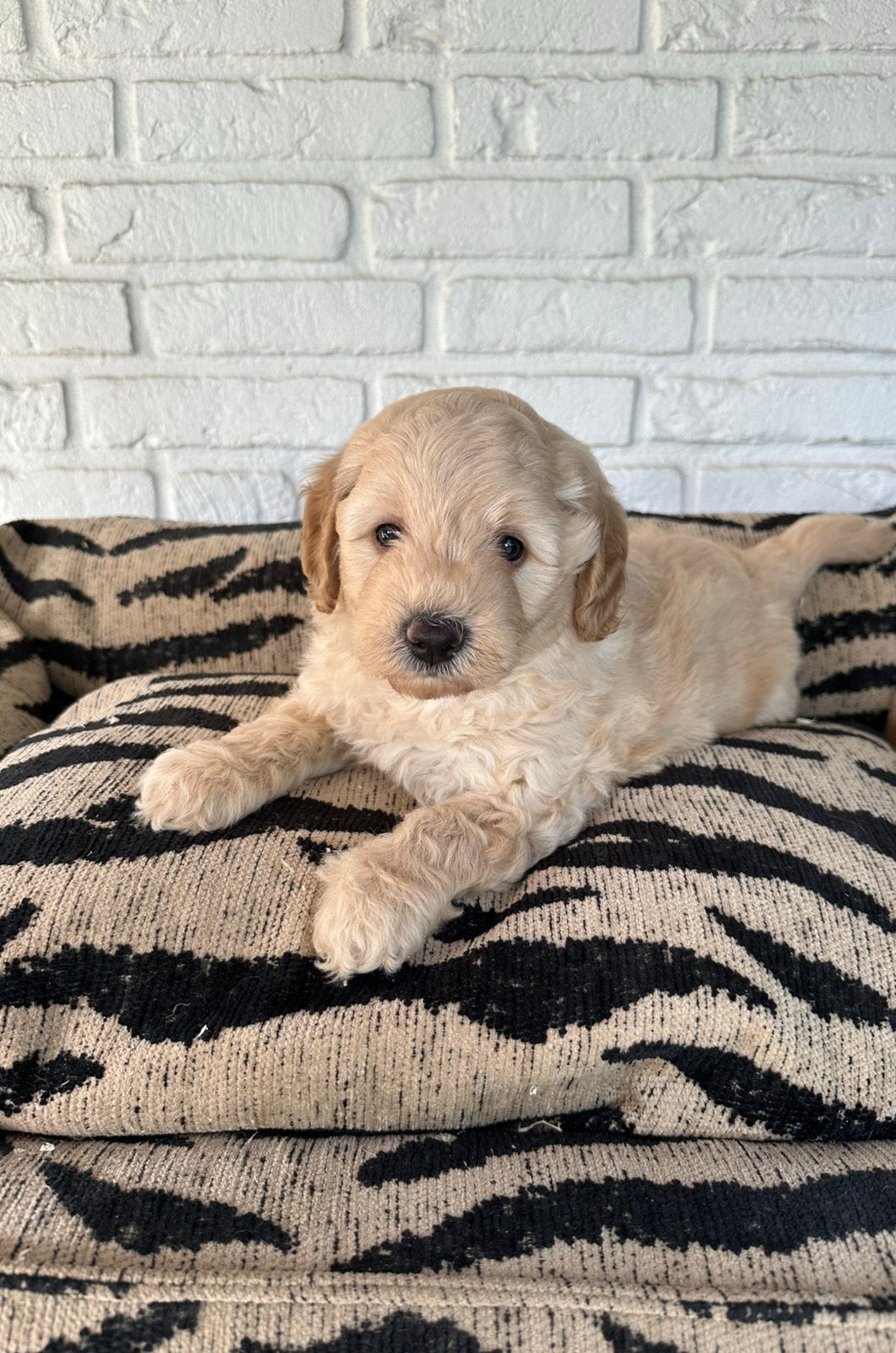 Mini labradoodle pups labradoodle x toy poedel, Parvo, Nederland, Overige rassen, 8 tot 15 weken