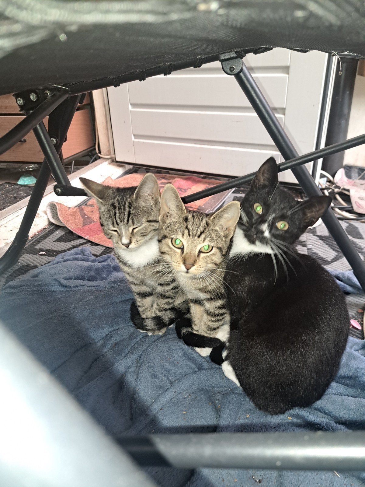 kittens 4 mei geboren