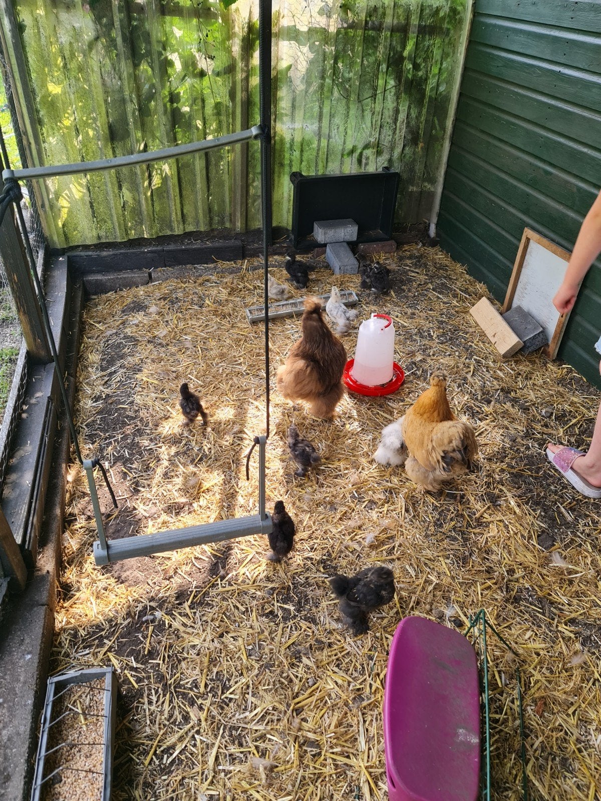 Kuikens 6-8 weken, Dieren en Toebehoren, Pluimvee, Kip, Geslacht onbekend