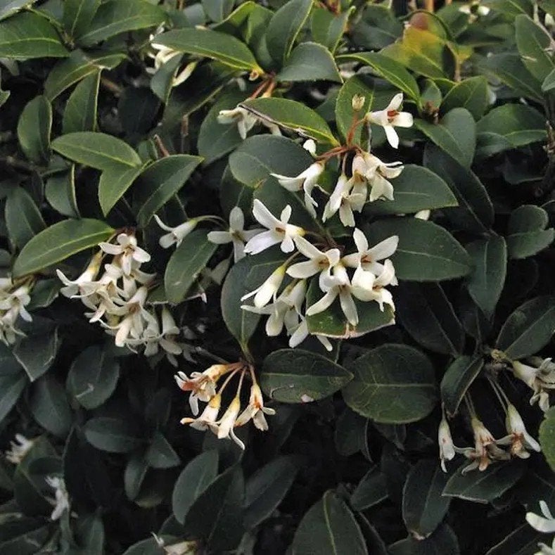 osmanthus delavayi. lage schijnhulst, geurende bloemen P9, Bodembedekkers, Volle zon, Vaste plant, Ophalen of Verzenden