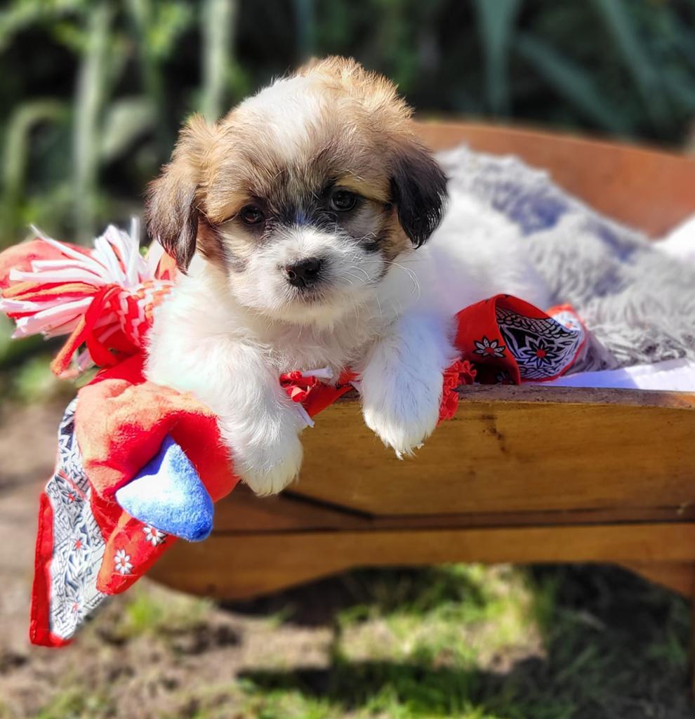 Leuke boomer pups te koop!, Dieren en Toebehoren, Parvo, Overige rassen, 8 tot 15 weken, Meerdere