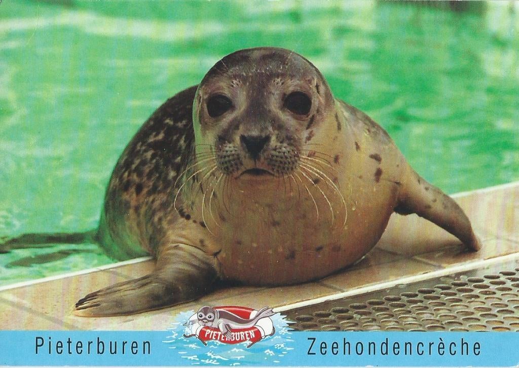 Ansichtkaart Pieterburen Zeehondencrèche, Verzamelen, Ansichtkaarten | Nederland, Ophalen of Verzenden, 1980 tot heden, Ongelopen