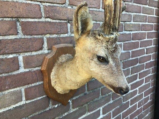 Mooi opgezet reekopje 1, Verzamelen, Dierenverzamelingen, Ophalen of Verzenden, Zo goed als nieuw, Hert, Opgezet dier