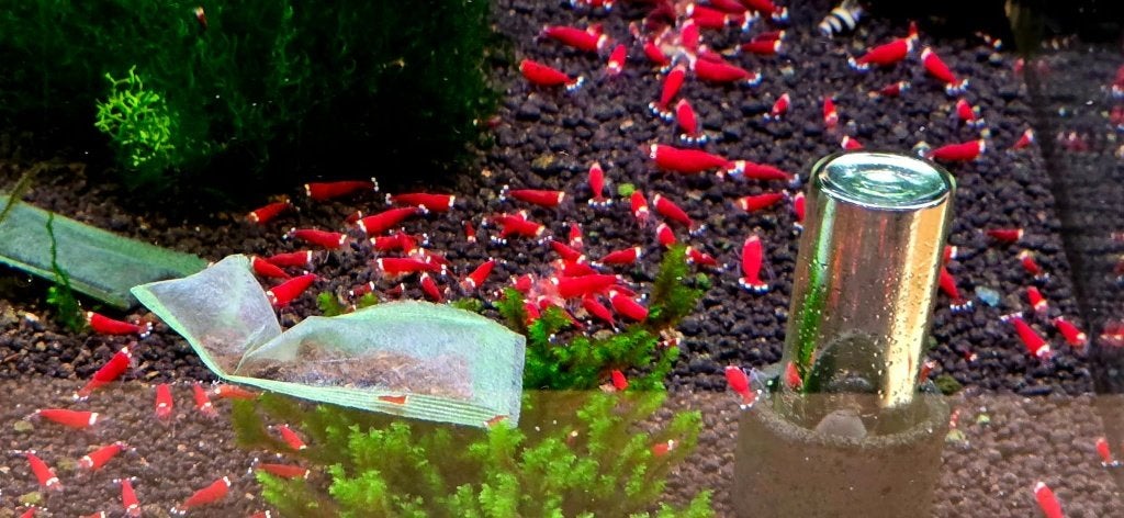 Super Crystal Red Extreme garnalen, Kreeft, Krab of Garnaal