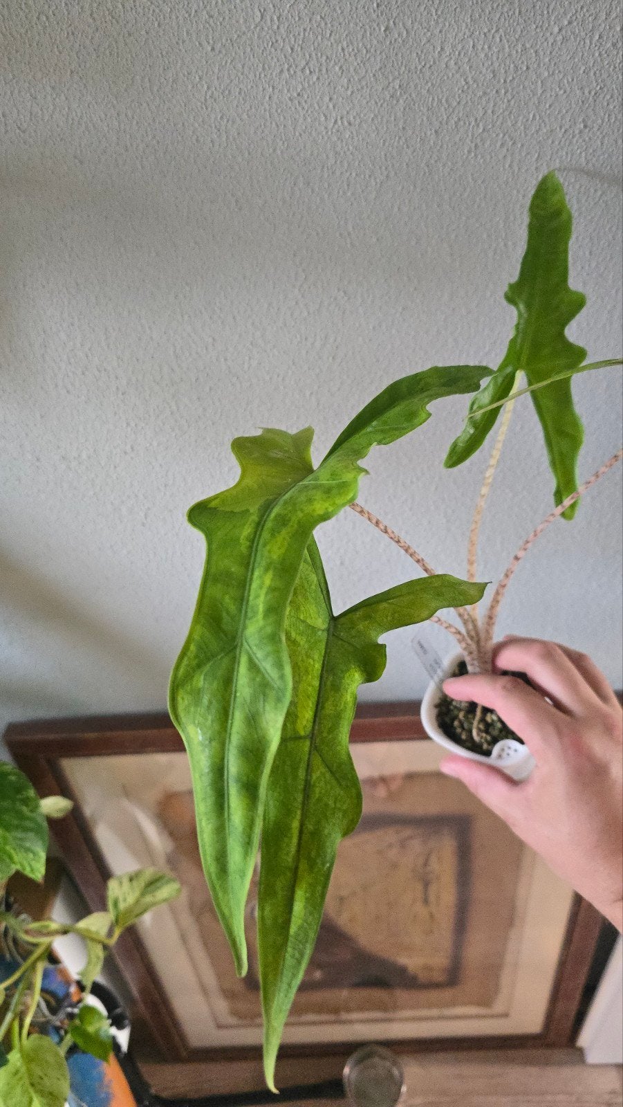Alocasia Sabrina narrow Aurea knollen, Vaste plant, Bloeit niet, Halfschaduw, Ophalen