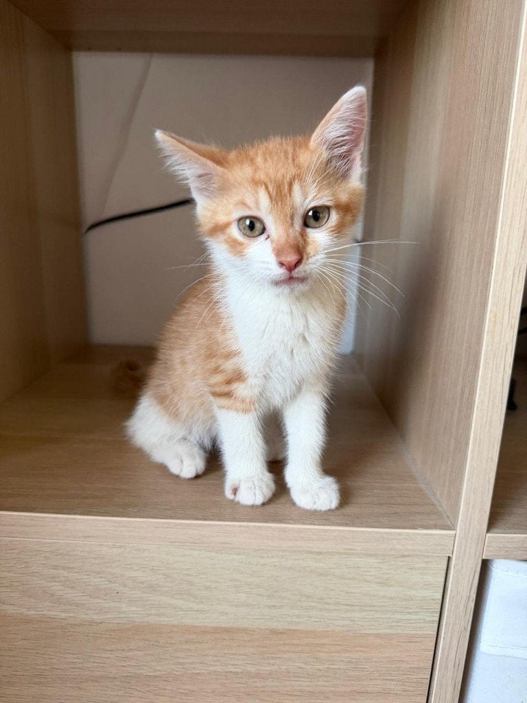 Kitten te koop, Dieren en Toebehoren, Katten en Kittens | Overige Katten, Kater, 0 tot 2 jaar