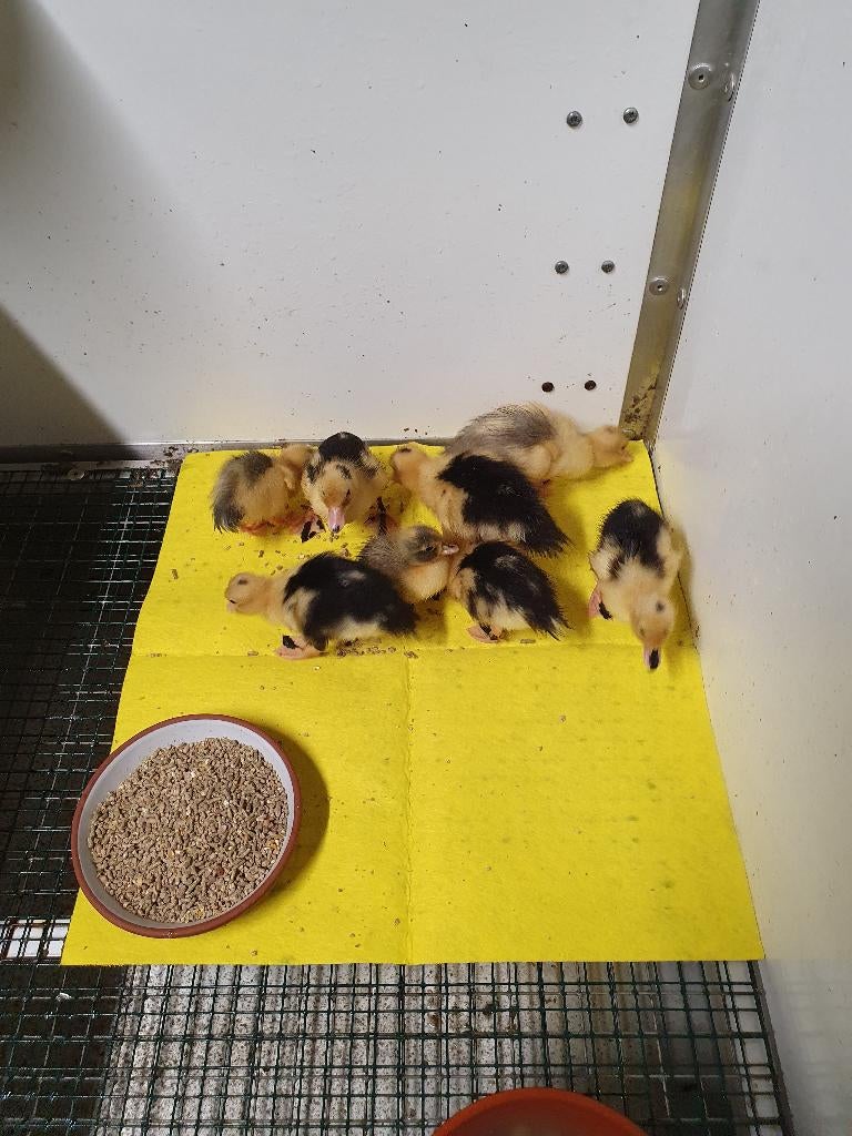 Jonge kwakertjes kuikens., Meerdere dieren, Eend