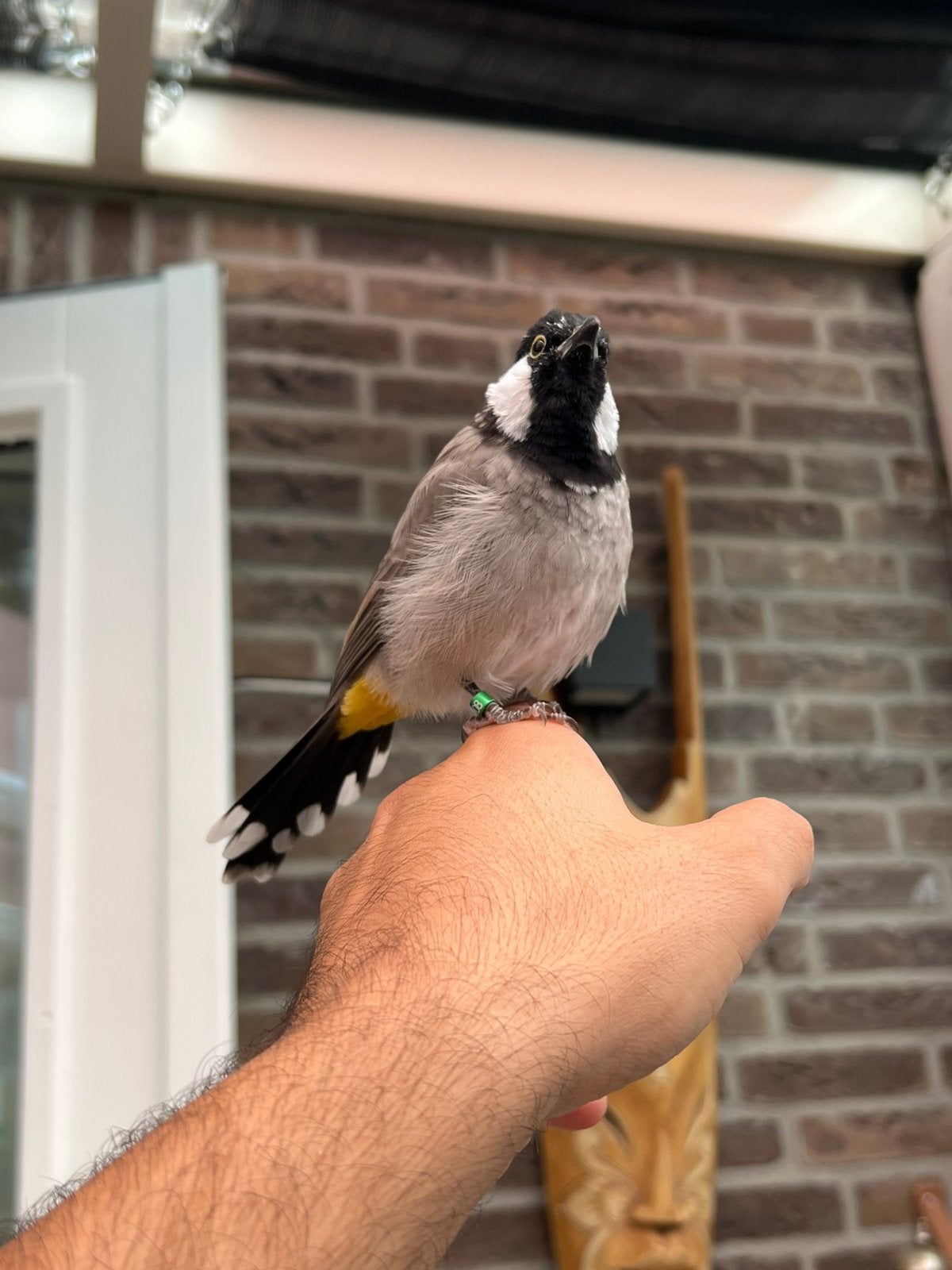 Witoorbuulbuul, Dieren en Toebehoren, Ophalen of Verzenden, Nieuw, Hout, Vogelkooi